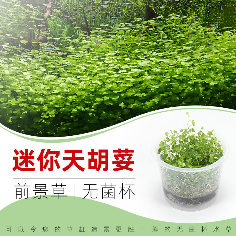 无菌杯水草迷你天胡荽天湖葵铜钱草鱼缸草造景前景新手水下叶