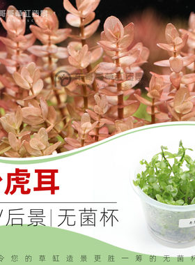 粉虎耳/无菌杯水草3送1杯