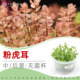 粉虎耳无菌杯中后景草鱼缸草造景水草荷兰景无藻无螺红草粉色