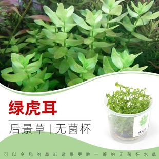 无菌杯水草绿草虎耳草阴性鱼缸草造景中后景荷兰景新手水下叶