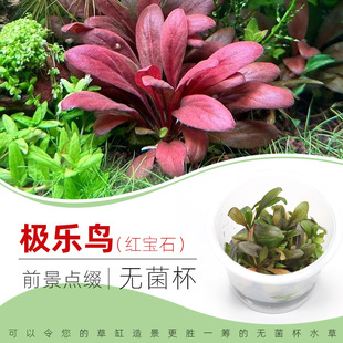 无菌杯水草红宝石极乐鸟易养阴性鱼缸造景中后景荷兰景新手水下叶
