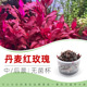 无菌杯水草红草丹麦红玫瑰鱼缸草造景中后景荷兰景新手水下叶