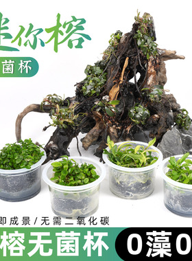 无菌杯水榕水草迷你榕丹麦牡丹榕造景懒人真草水榕沉木树桩0藻0螺
