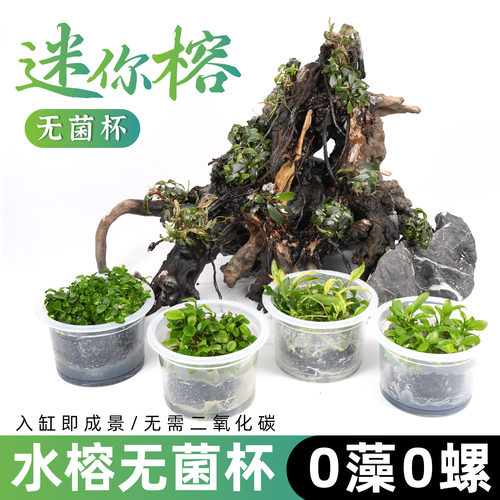 无菌杯迷你水榕沉木套装入缸成景
