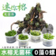 无菌杯水榕水草迷你榕丹麦牡丹榕造景懒人真草水榕沉木树桩0藻0螺