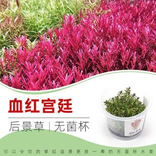 血红宫廷无菌杯后景草鱼缸草造景水草荷兰景无藻无螺红草新手易阳