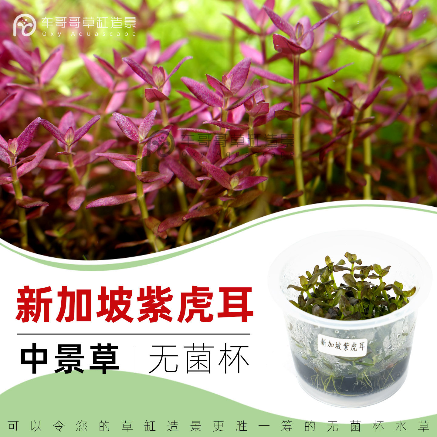 无菌杯水草红草新加坡紫虎耳彩虹虎耳鱼缸草造景中后景荷兰易发色