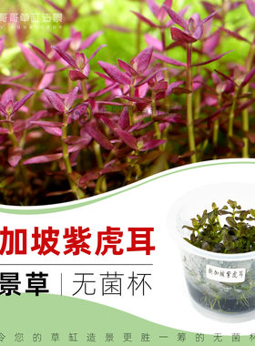 新加坡紫虎耳/无菌杯水草3送1