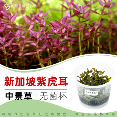 新加坡紫虎耳/无菌杯水草3送1