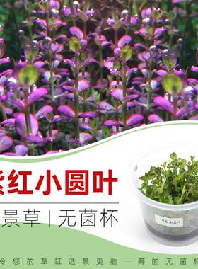紫红小圆叶无菌杯水草3杯送1杯