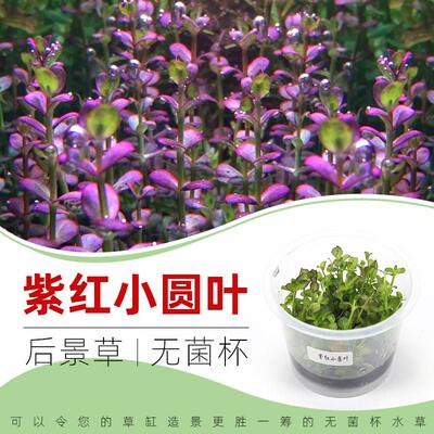 紫红小圆叶无菌杯水草3杯送1杯