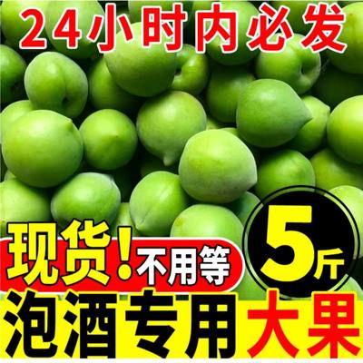 2024新鲜青梅鲜果现摘深山鲜果生酸梅子水果泡酒散装5斤福建诏安