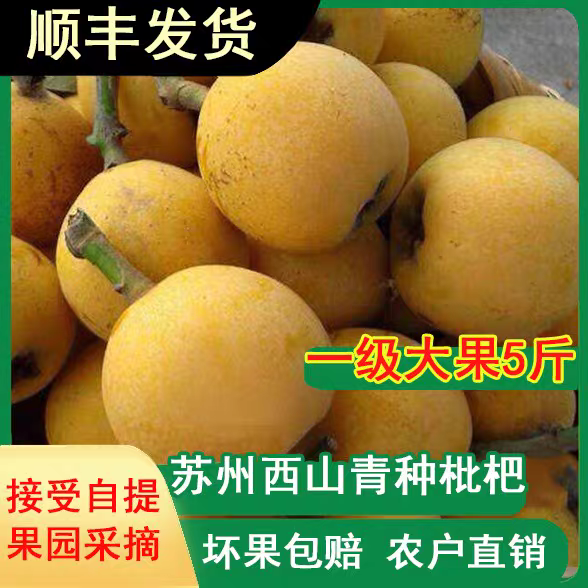 苏州西山青种枇杷当季新鲜水果 酸甜多汁清爽甘润 口感柔软细腻