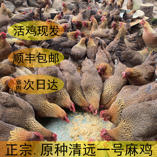 （活鸡2只）深山散养160天正宗清远鸡 走地鸡 一号麻鸡 土鸡包邮