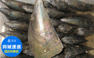 生猛海鲜 大连大带子  喜庆 鲜活水产 18元/只