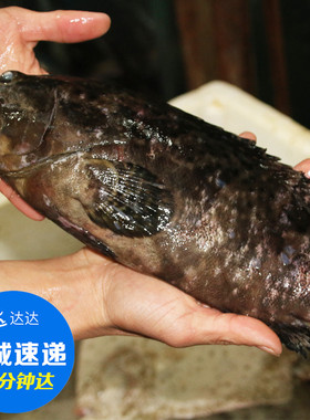 （鲜活）笋壳鱼 时价 只限北京 500克