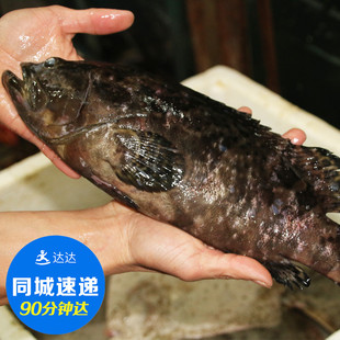 (鲜活)笋壳鱼 时价 只限北京 500克