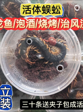 活虫苗蜈蚣泡酒新鲜龙鱼绣眼画眉饲料蜈蚣活体