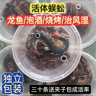 活虫苗蜈蚣泡酒新鲜龙鱼绣眼画眉饲料蜈蚣活体