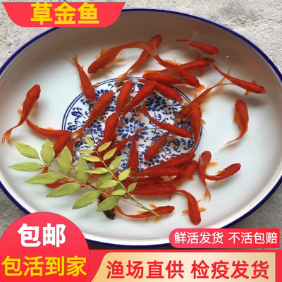 小金鱼苗观赏鱼冷水耐活好养鱼淡水红白锦鲤活鱼饲料鱼草金鱼活鱼