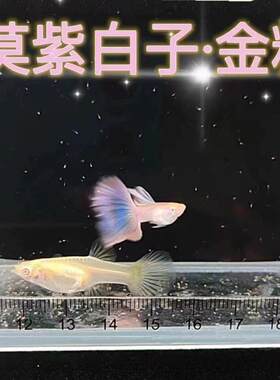 金粉孔雀鱼粉色系列非常漂亮