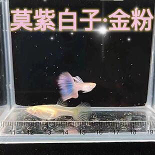 热带观赏孔雀鱼精品莫紫白子金粉试驾纯种大尾超仙胎生白子仙女鱼