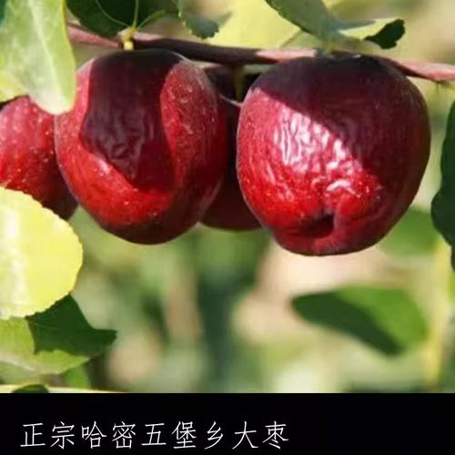 无硫熏哈密红枣自然干无水洗煲粥