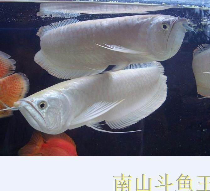 银龙鱼苗活体大型热带淡水观赏鱼高品质进口白子银龙快递包活