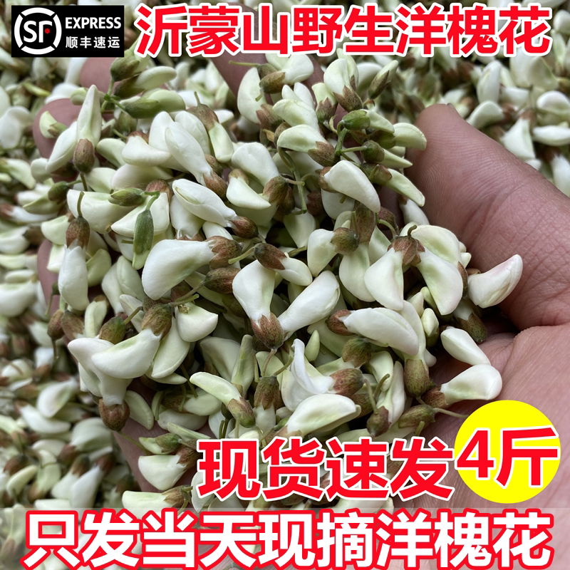 现货新鲜洋槐花4斤野生槐花山东2026现摘洋槐花骨朵花苞时令野菜