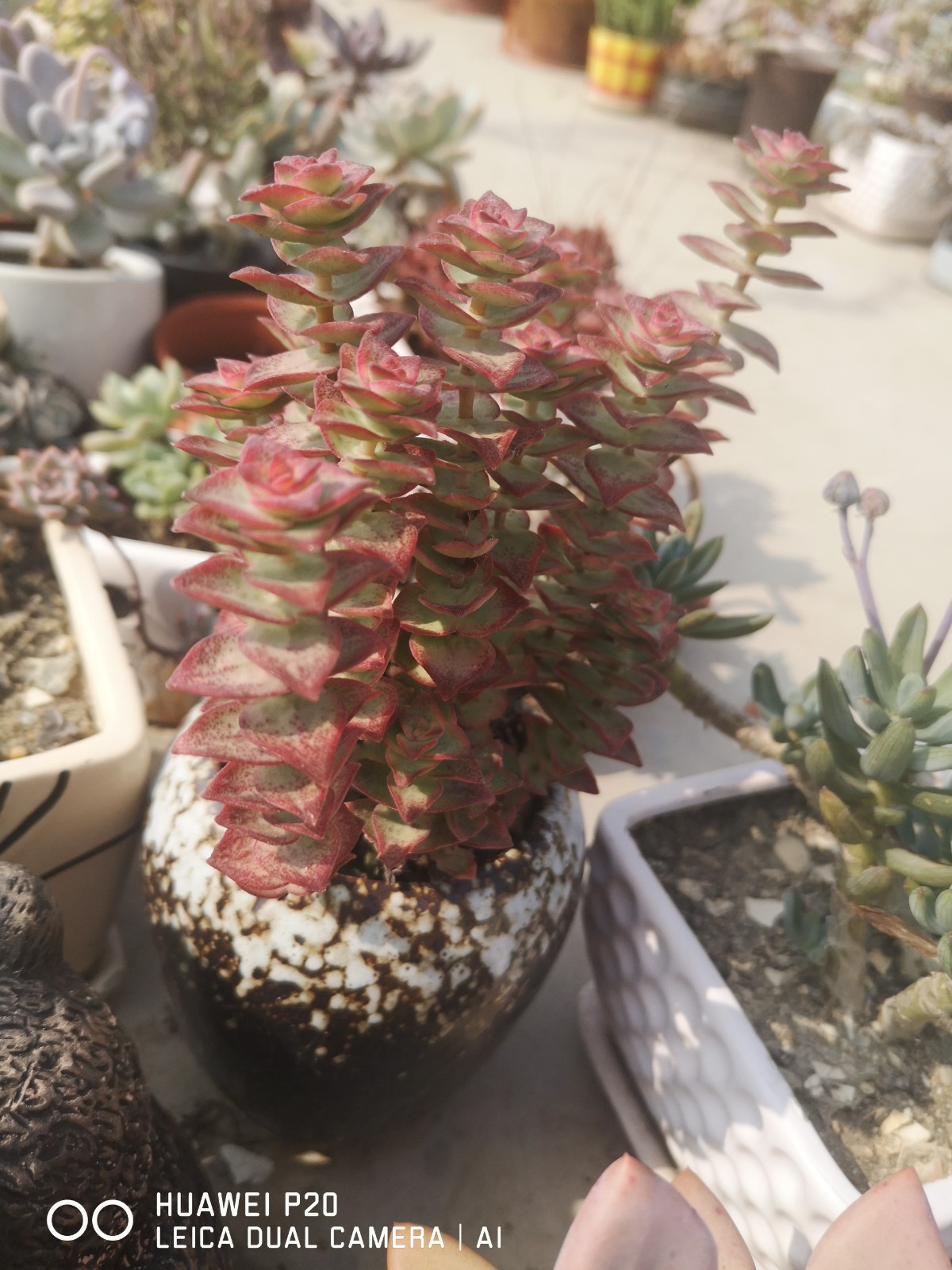 十字星多肉价格 十字星多肉图片 星期三