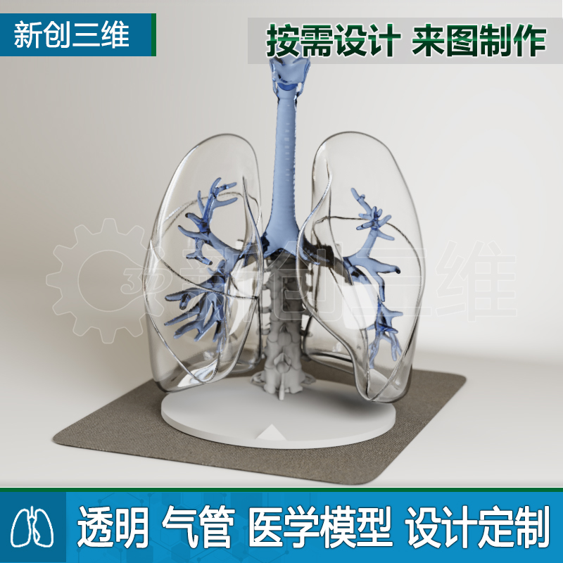 医学定制透明肺部支气管模型