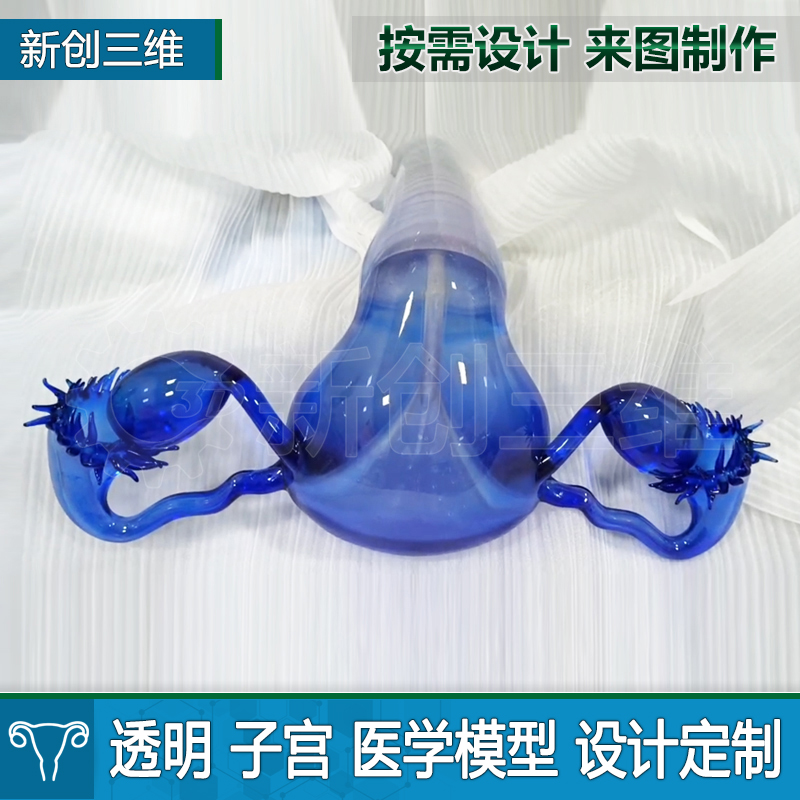 医疗透明子宫卵巢医学教具
