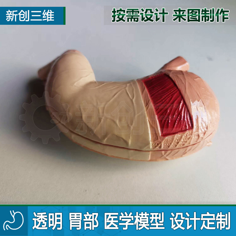 透明训练模拟定制医疗心脏医学教学教具大脑脑部肺部胃部肝脏肾脏