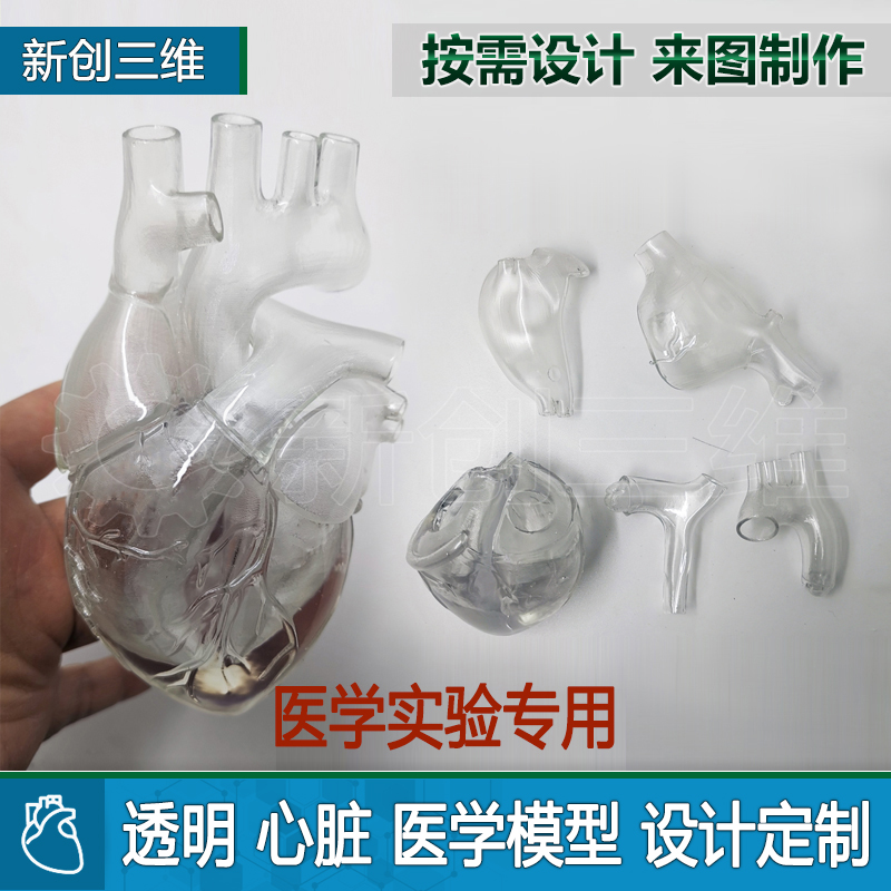 可拆装透明心脏模型左心房左心耳