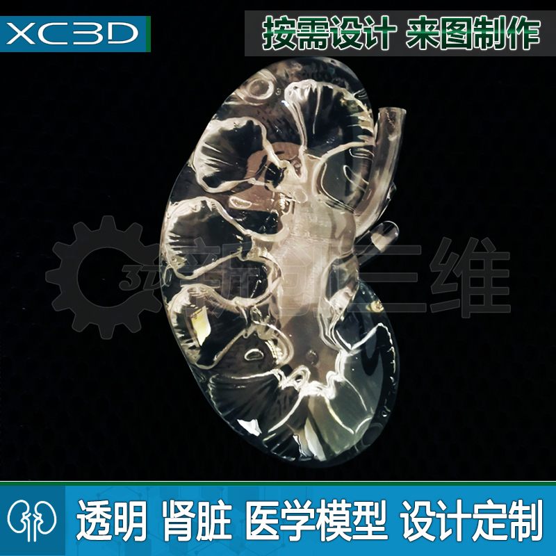 透明肾脏胃部模型定制教学教具