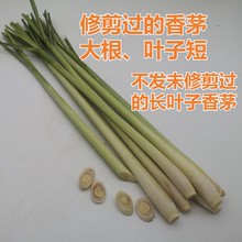 奶茶柠檬香茅茶泰国冬阴功汤香料调料 1斤5斤 新鲜香茅 柠檬草