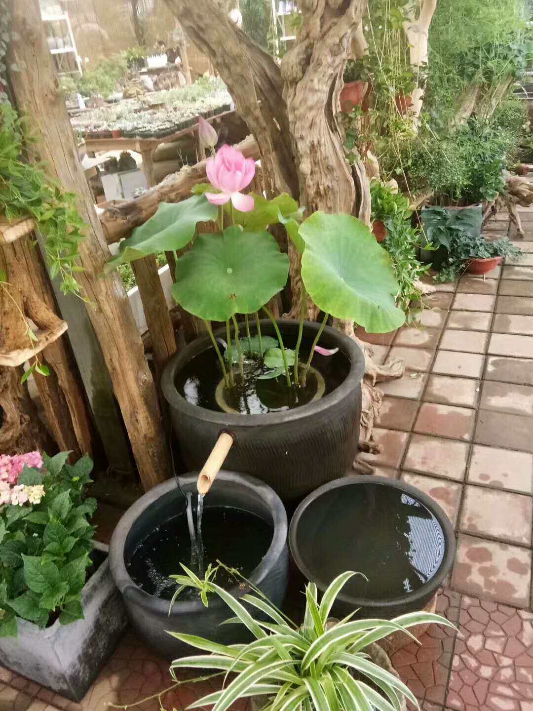 阳台家用睡莲盆罐古法养鱼缸庭院荷花缸土陶造景大水缸农村老旧盆