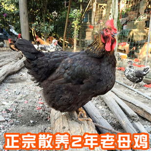 正宗土鸡2年老母鸡农家散养鸡家养鸡草鸡走地鸡笨鸡柴鸡月子鸡