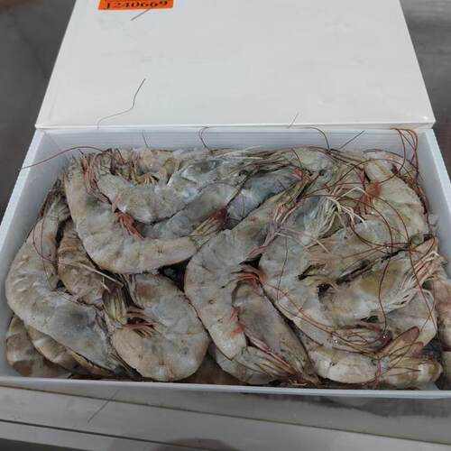 顺丰包邮桑塔3040大虾鲜活速冻盐单冻白虾青虾海虾净礼盒酒店饭店