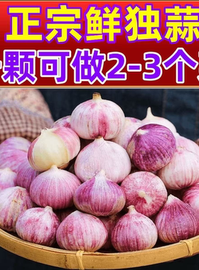 26年新蒜东北铁岭开原独头蒜紫皮
