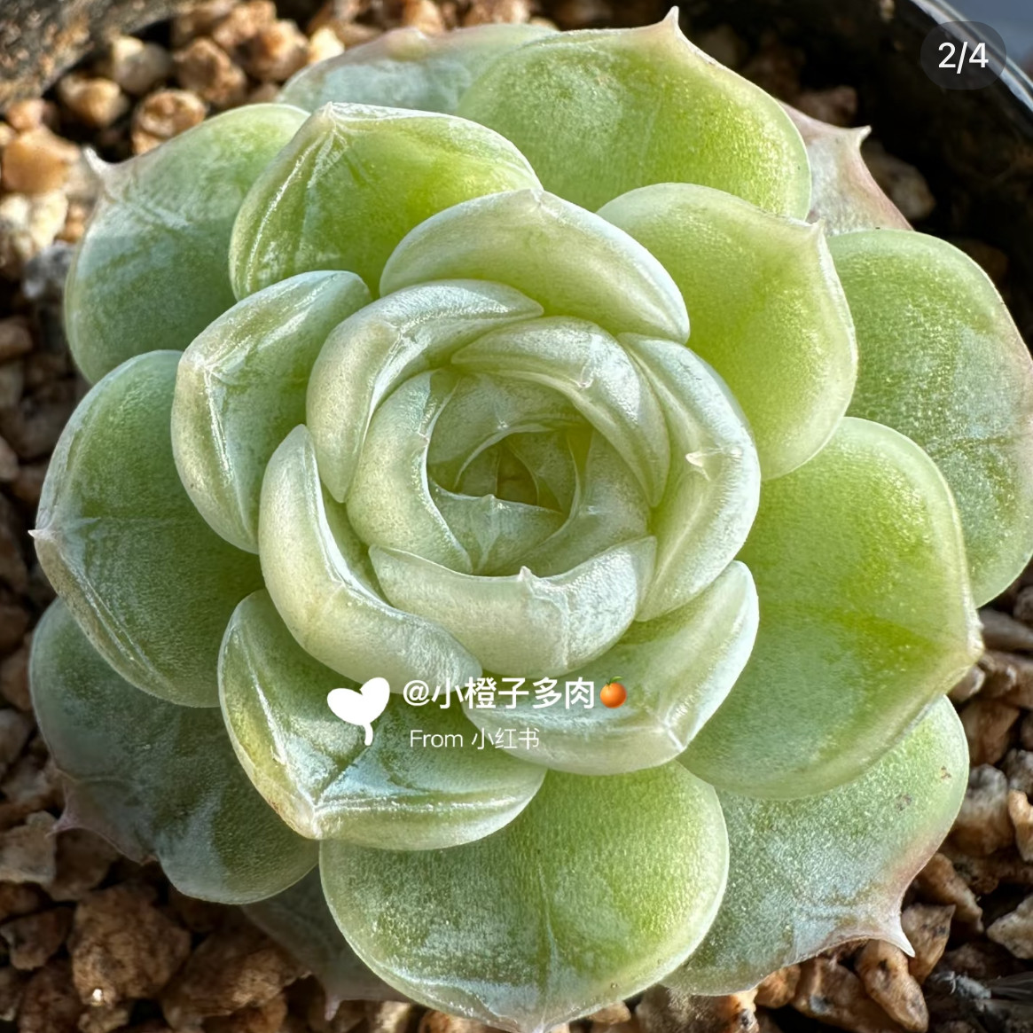 冰茉莉小橙子多肉定向繁殖