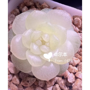 白透糖心多肉 主图尔本母本定繁 一物一拍