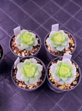 希米鹿X82 定向繁殖 一物一拍 朱小姐花房多肉