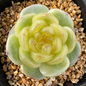 定向繁殖 3011牛油果 呱唧呱唧牛油果珍妮 一物一拍多肉