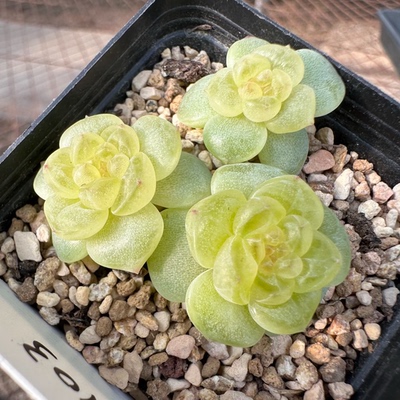 花陌派bl-103照叶清定繁多肉