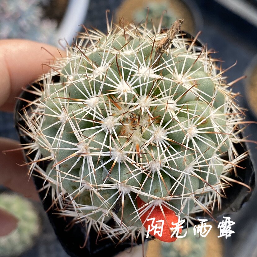 蓬莱宫 仙人球开花多肉植物 一物一拍 阳光雨露多肉