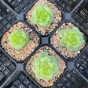 呱唧呱唧3013柠檬珍妮 定向繁殖 一物一拍多肉