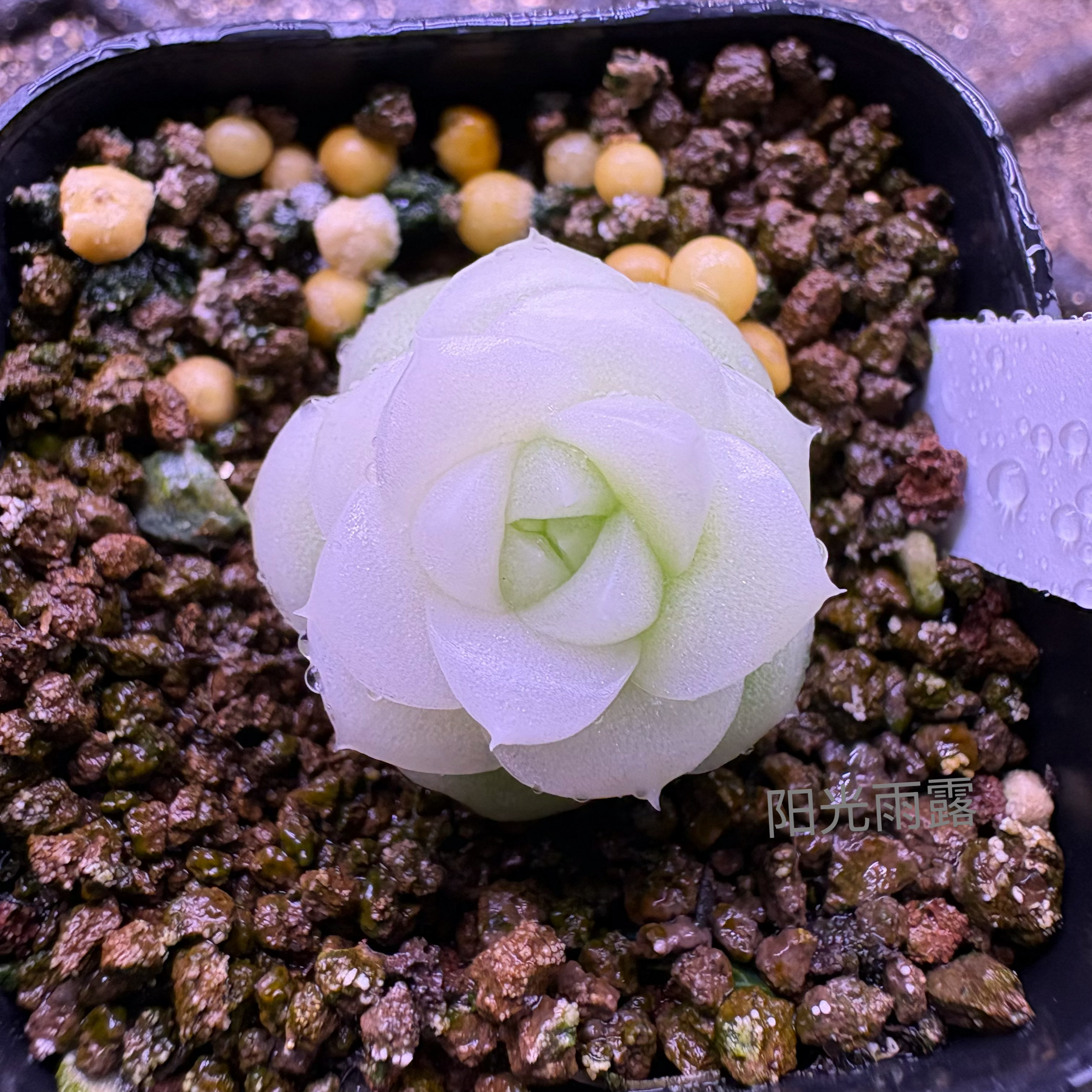 白体珍妮麦秆 白釉C11 定向繁殖 一物一拍
