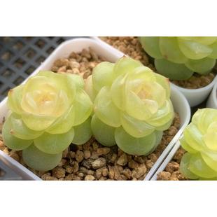 一物一拍 定向繁殖 清梦多肉 鲤想家清梦