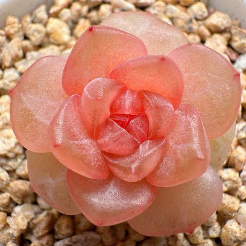 花陌派风花雪月多肉 编号658 主图母本定向繁殖 一物一拍 包品种,鲜花速递/花卉仿真/绿植园艺,多肉植物,淘宝优惠券,粉丝福利购,淘宝优惠卷